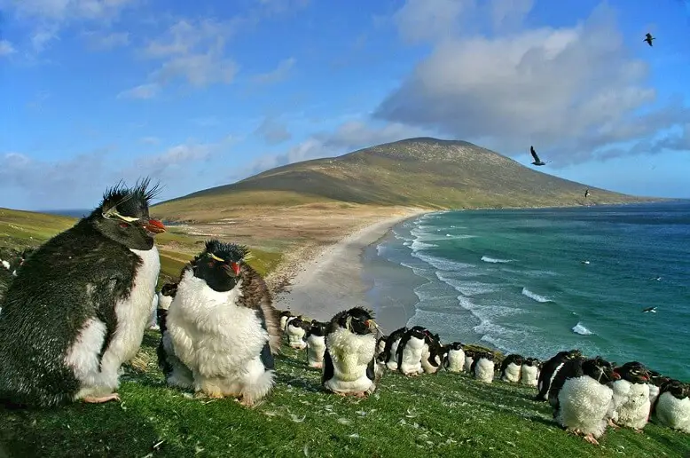 Falkland Adaları passagens aéreas