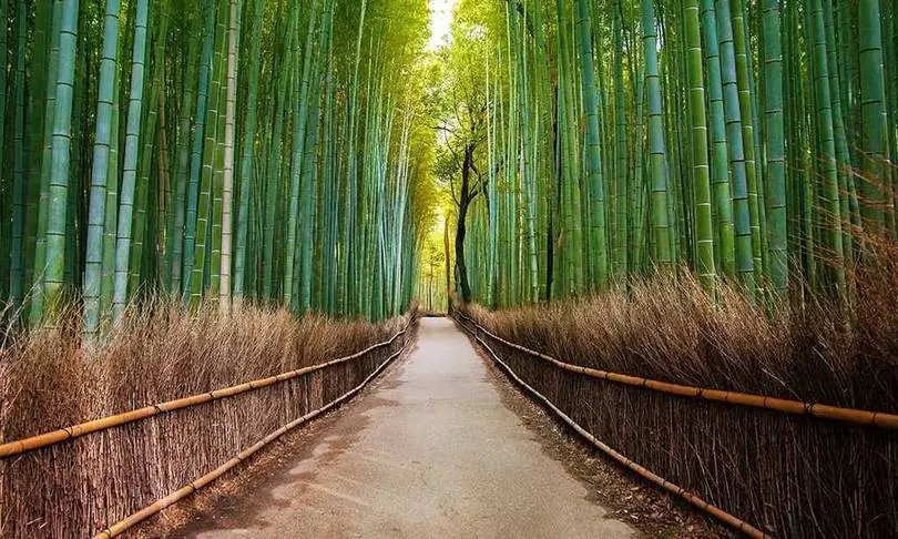 Арасияма бамбуковый лес Киото Япония
