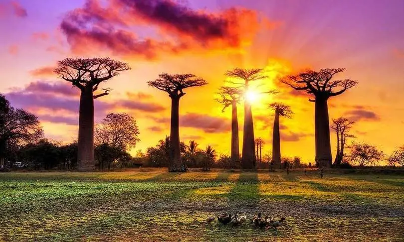 Straße der Baobabs Madagaskar