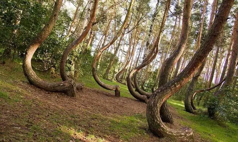 forêt tordue de Pologne