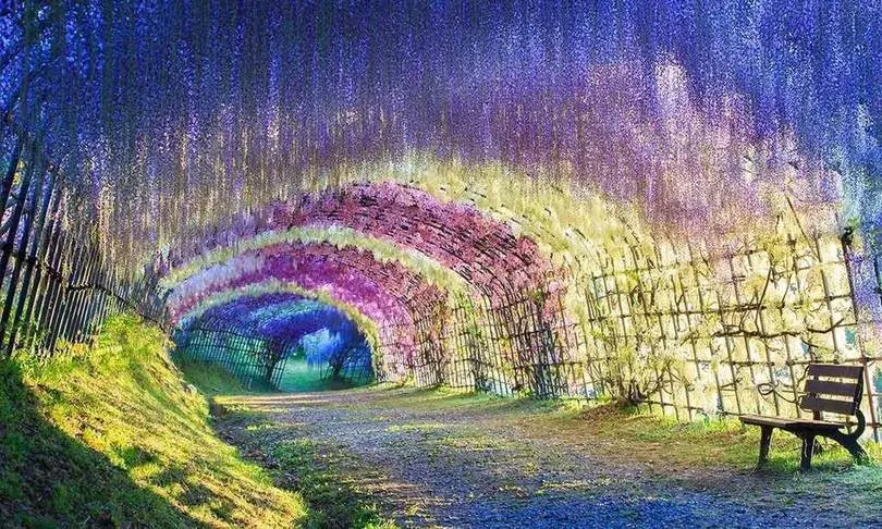 Tunnel di glicine in Giappone