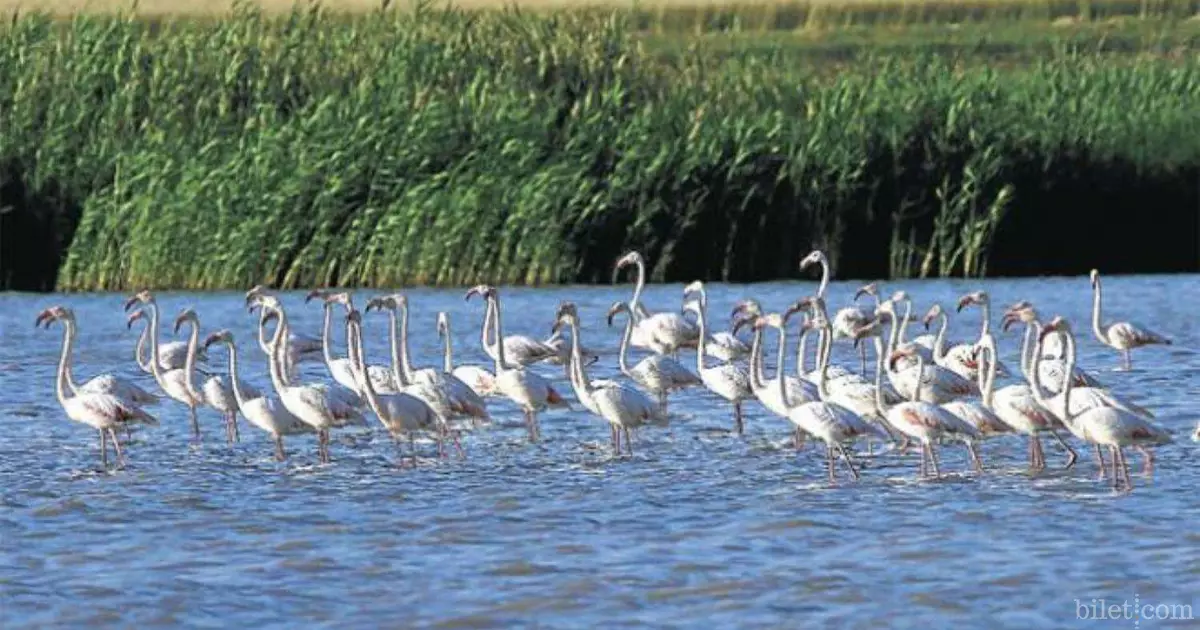 amasya seven swans bird paradise