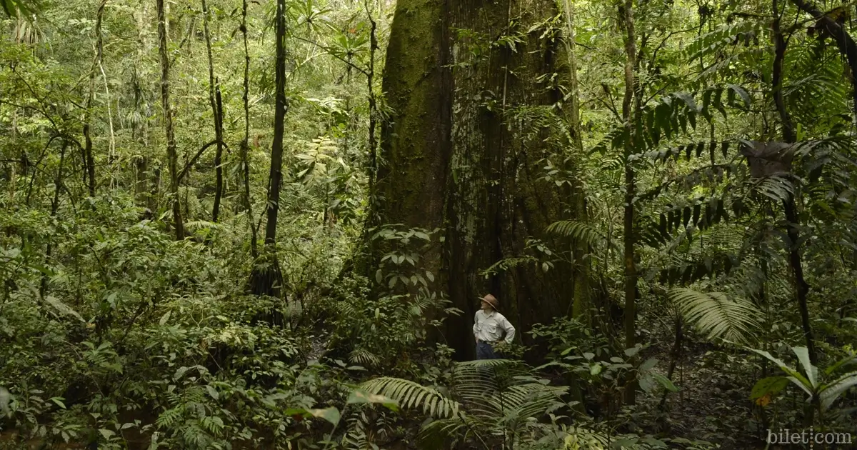 amazon da ağaca tırmanmak