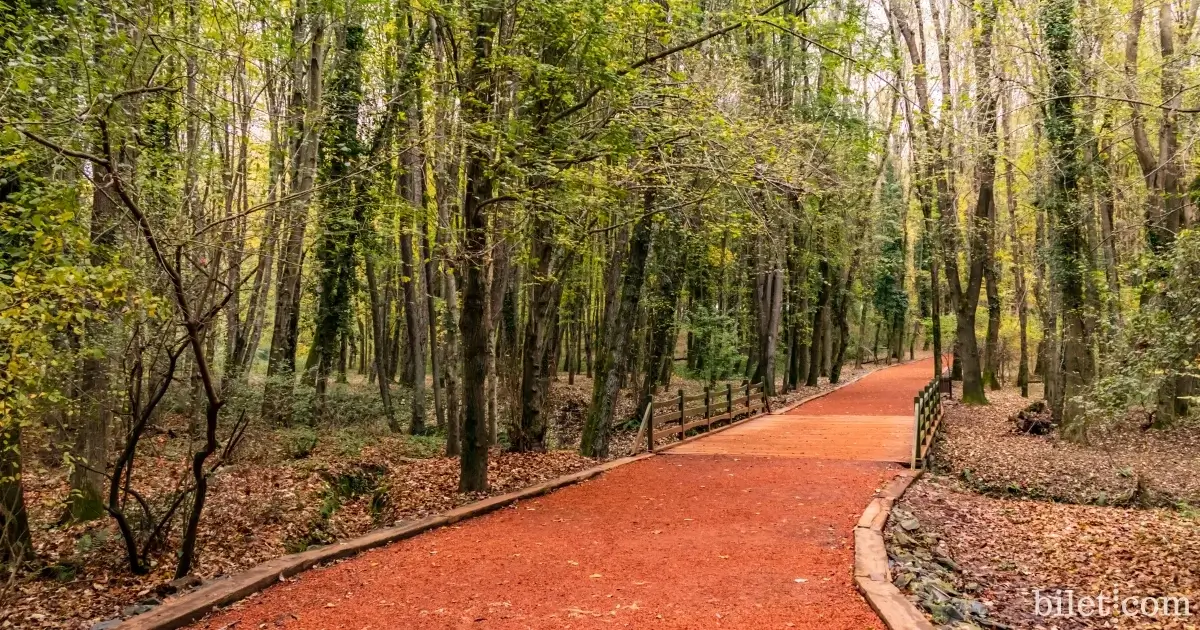 belgrad ormanı istanbul