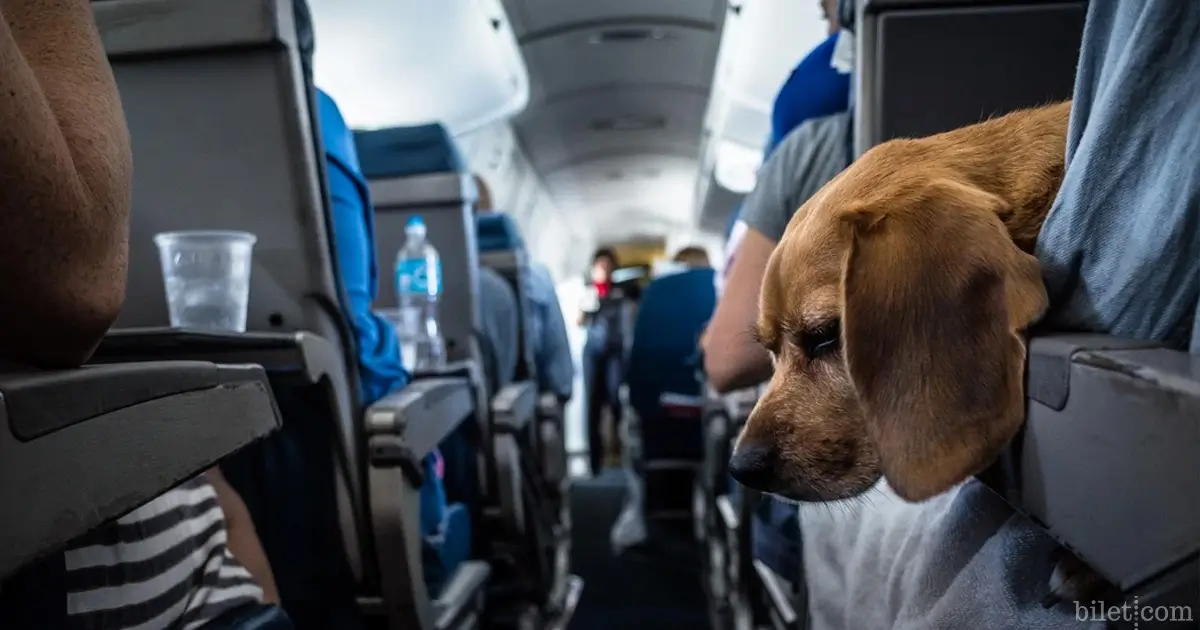 flying with pets