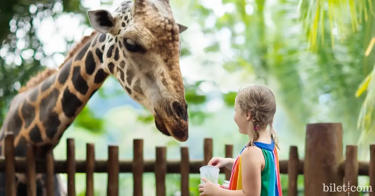 Zoo de Faruk Yalcin
