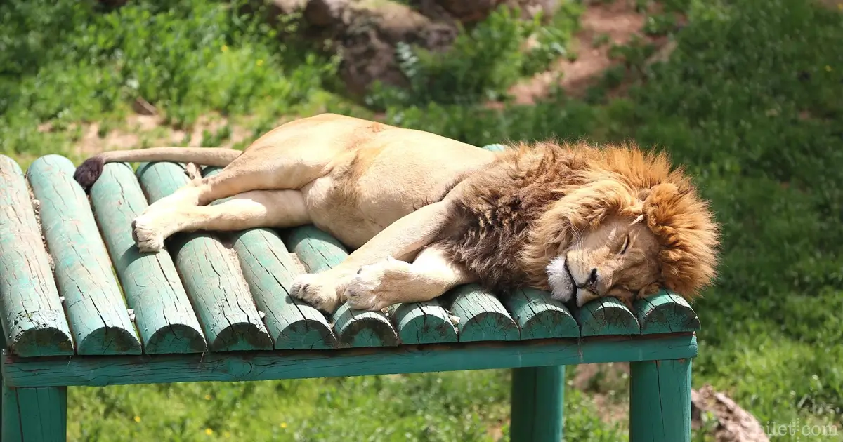 zoológico de gaziantep