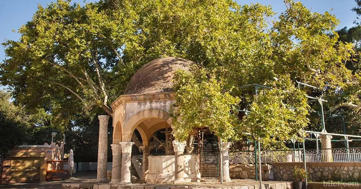 hipokrat ağacı kos