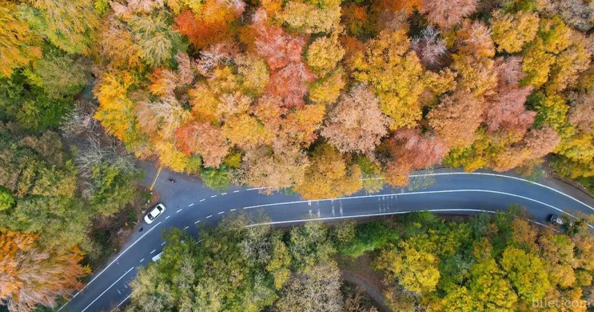 istanbul belgrad ormanı