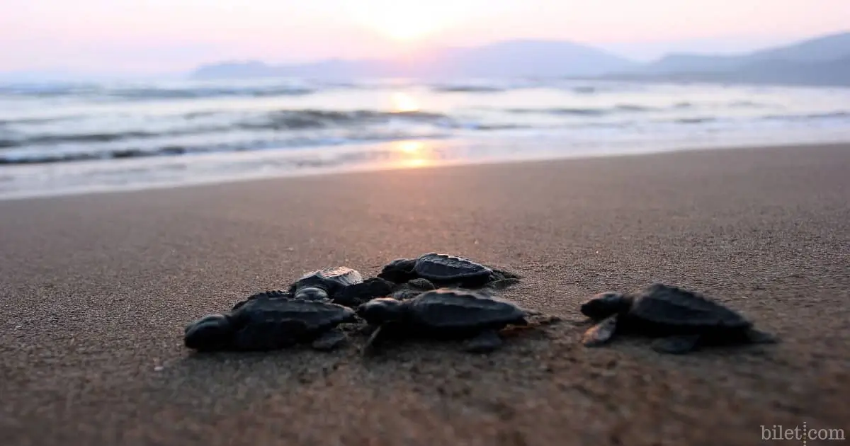 spiaggia di Iztuzu