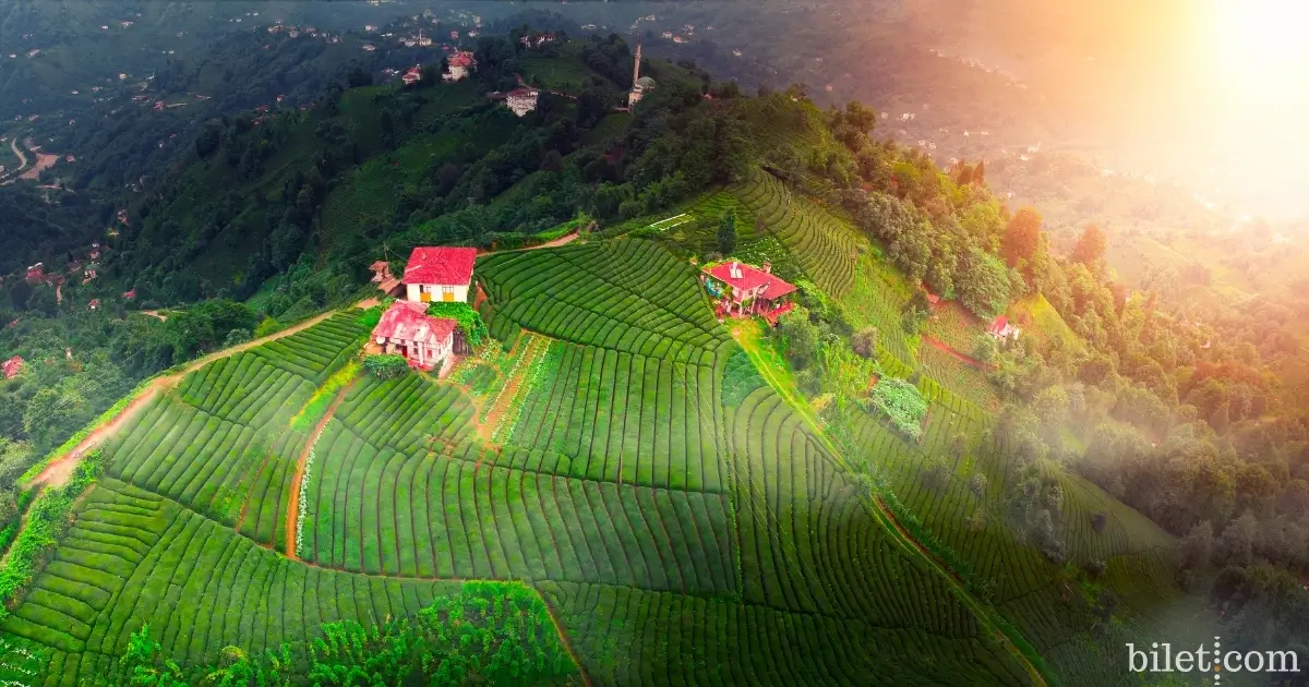 Rize