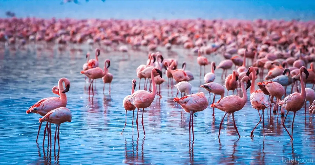 konya tuz gölü ve flamingo cenneti