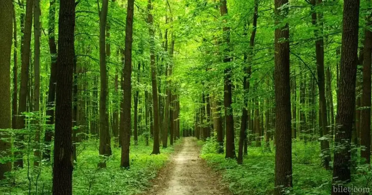 Köyceğiz forests