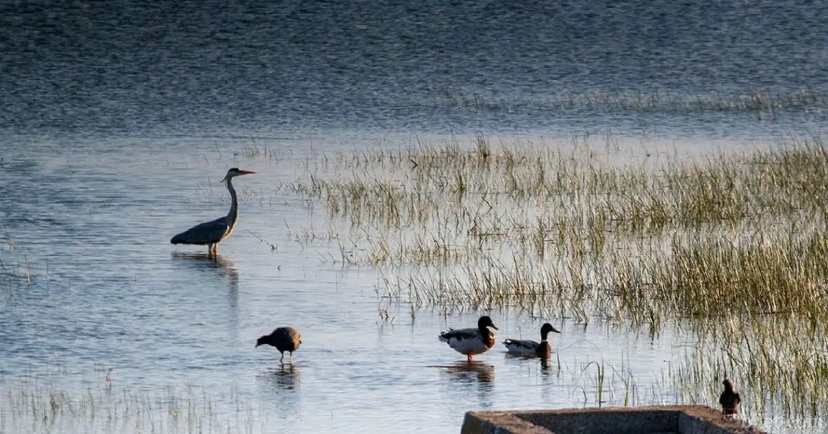 Banrma Bird Sanctuary Nationalpark