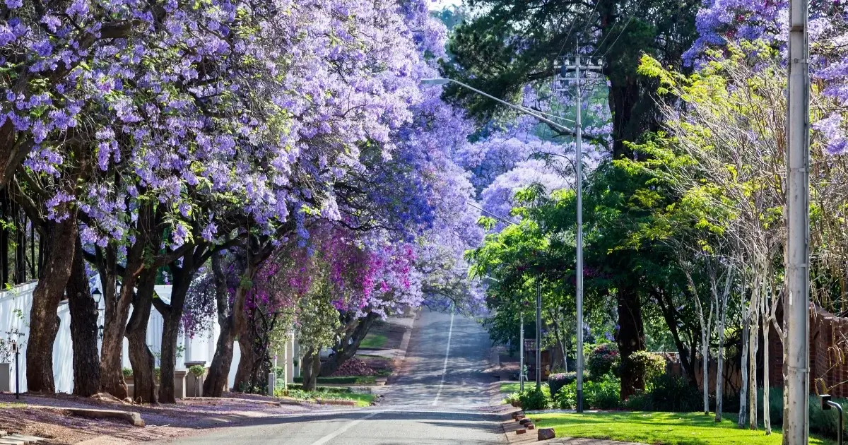 pretoria güney afrika
