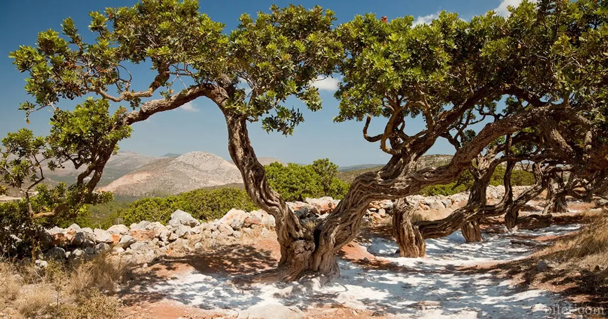 sakız adası damla sakızı turu