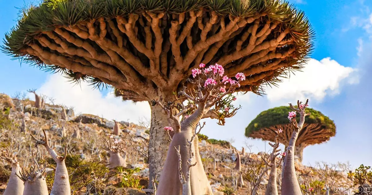 socotra adası yemen