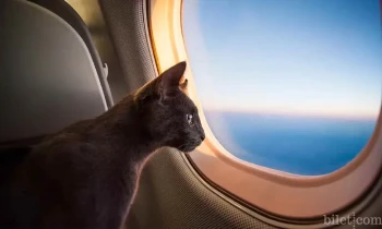 Choses à savoir lorsque vous voyagez en avion avec un animal de compagnie