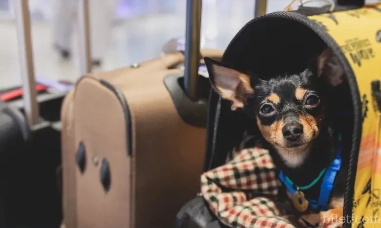 Règles relatives au transport d'animaux de compagnie dans les bus