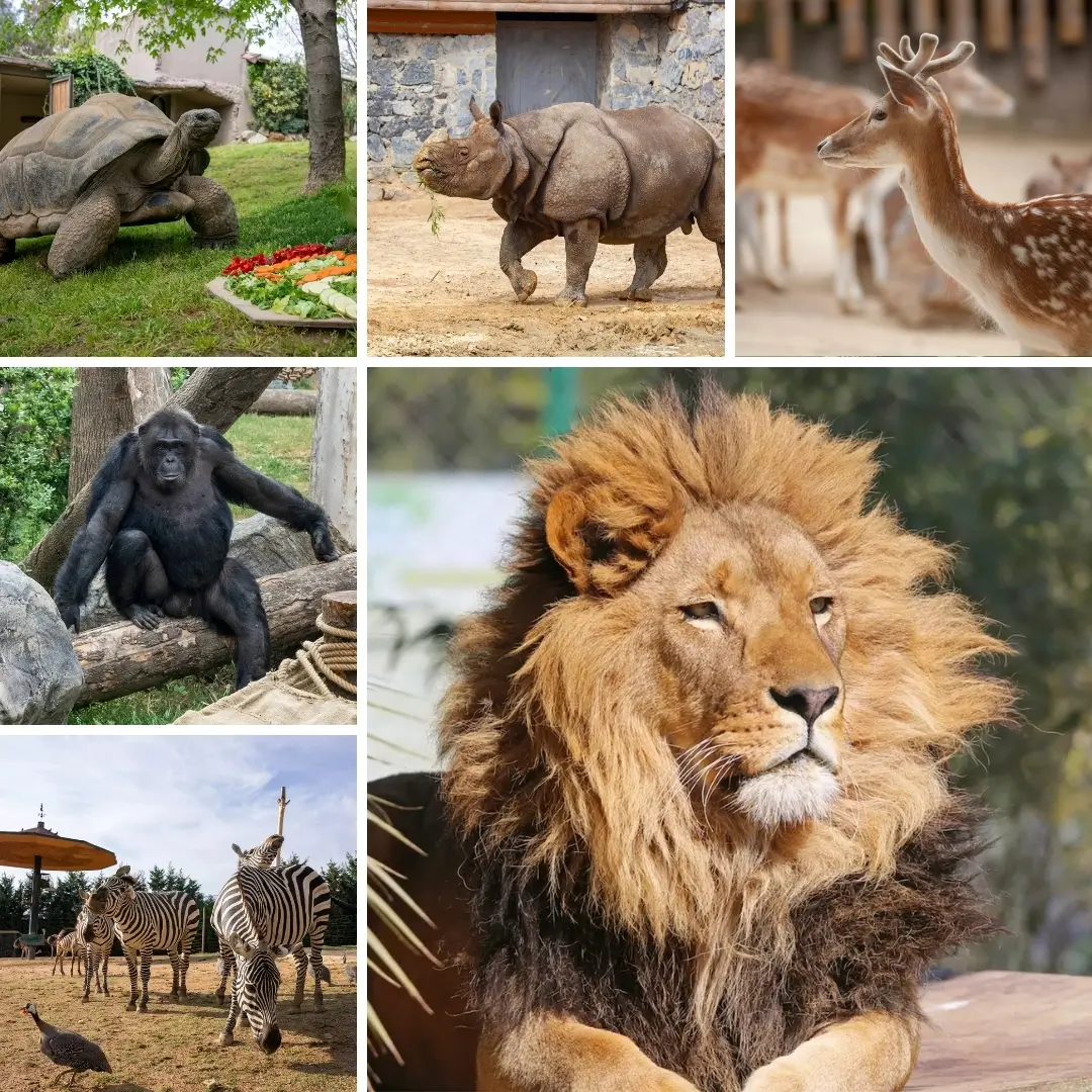 Darica Faruk Yalcin Zoo - 0