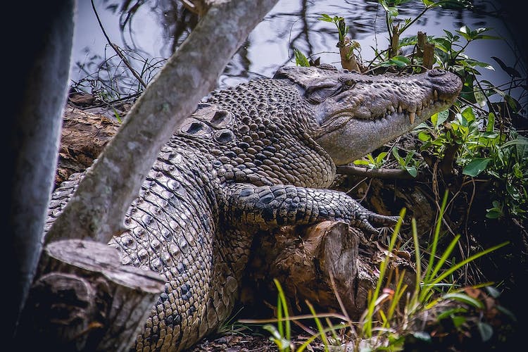 Everglades Safari Park Admission