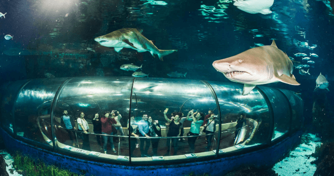 Barcelona Aquarium Bileti - 4