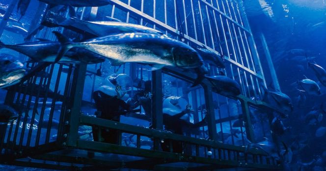 Dubai Aquarium & Underwater Zoo Bileti - 1