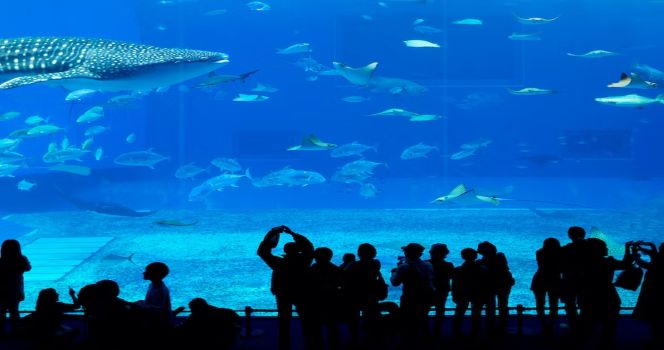 Dubai Aquarium & Underwater Zoo Bileti - 2