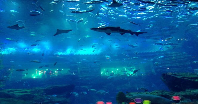 Dubai Aquarium & Underwater Zoo Bileti - 4