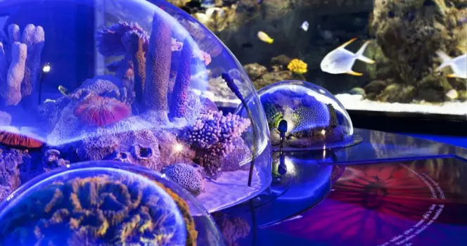 Стамбульский аквариум Флория: билеты Билет - 4