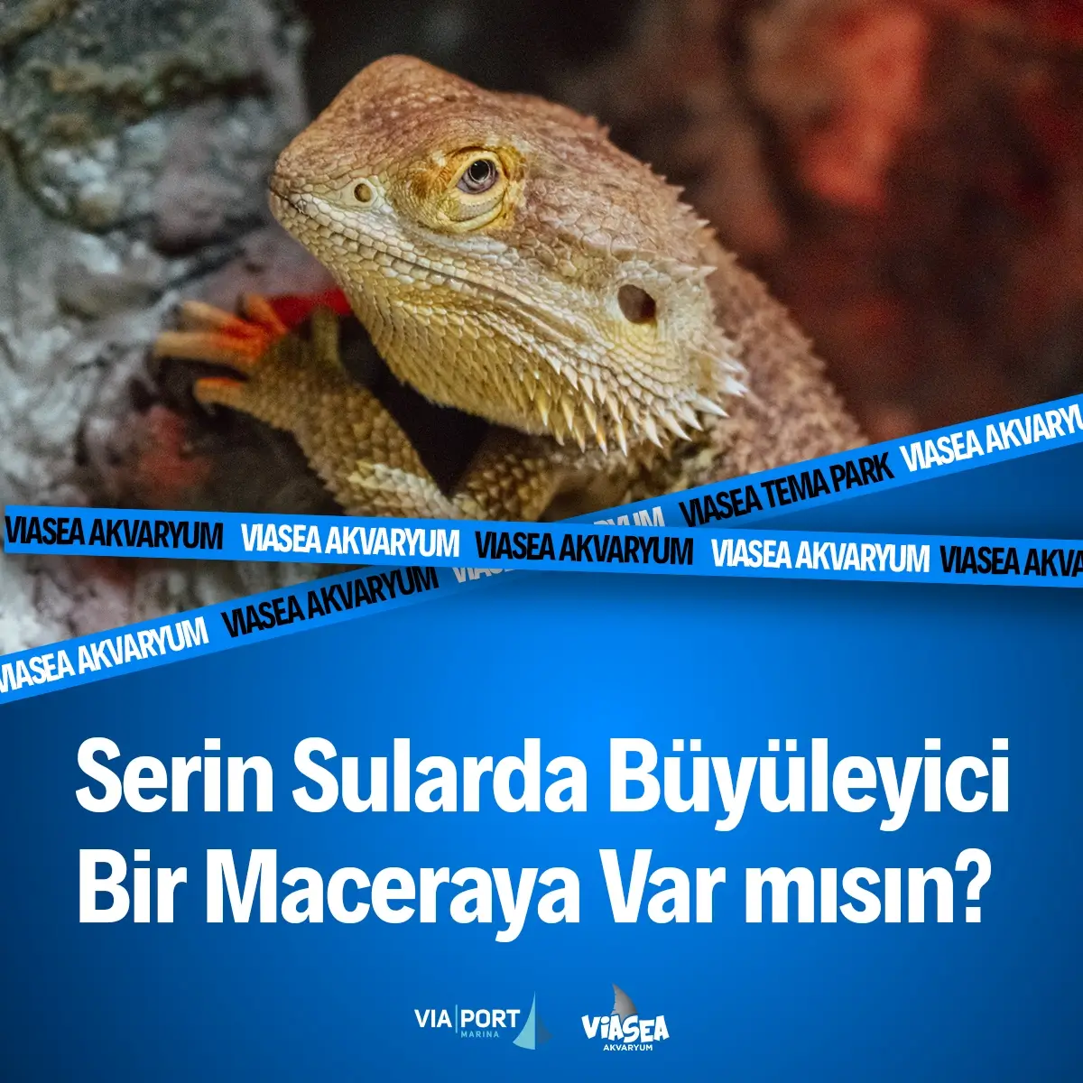Viasea Aquarium - 0